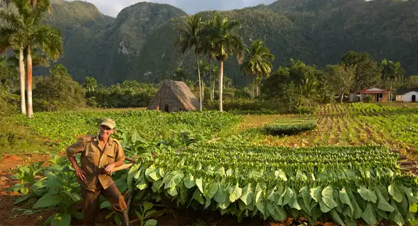 Habanos Habanos